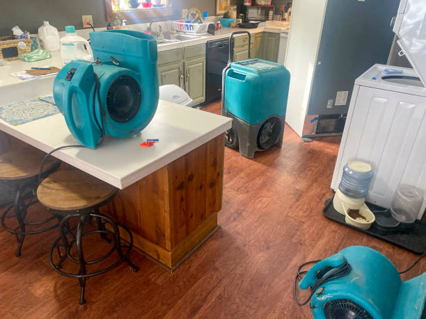 Best Mold removal after water damage  in Abbeville, SC